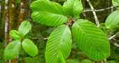 Plantas medicinales para limpiar el colon Plantas medicinales para limpiar el colon