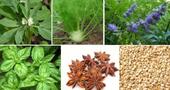 Plantas para aumentar la producción de leche materna Plantas para aumentar la producción de leche materna
