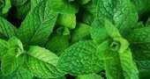 Propiedades de la menta o hierbabuena Propiedades de la menta o hierbabuena