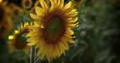 Propiedades de las semillas de girasol Propiedades de las semillas de girasol