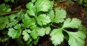 Propiedades del cilantro Propiedades del cilantro