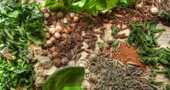 Propiedades de las hierbas aromáticas Propiedades de las hierbas aromáticas