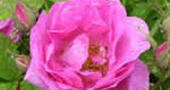 Rosa centifolia Rosa centifolia