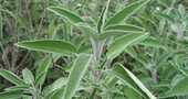 Salvia como planta medicinal Salvia como planta medicinal