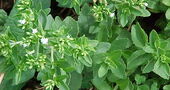 ¿Con qué otros nombres se conoce la Stevia rebaudiana? ¿Con qué otros nombres se conoce la Stevia rebaudiana?
