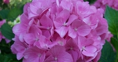 Usos medicinales de la hortensia Usos medicinales de la hortensia