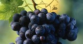 La uva y sus efectos diuréticos