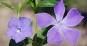 Vinca y sus propiedades medicinales Vinca y sus propiedades medicinales