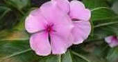 Vinca rosea Vinca rosea