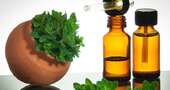 Aceite de orégano como antibiótico Aceite de orégano como antibiótico