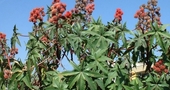 ¿Cómo ayuda el aceite de ricino a nuestra piel? ¿Cómo ayuda el aceite de ricino a nuestra piel?