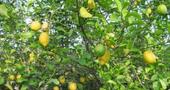 Plantas medicinales: El limón Plantas medicinales: El limón