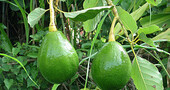 Mascarilla de sábila y aguacate para las estrÃas Mascarilla de sábila y aguacate para las estrÃas