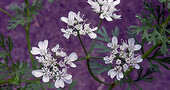 Uso del cilantro como digestivo Uso del cilantro como digestivo