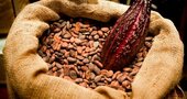El cacao promueve el crecimiento de probióticos