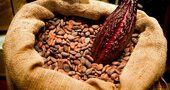 El cacao promueve el crecimiento de probióticos El cacao promueve el crecimiento de probióticos