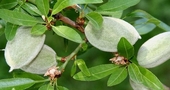 ¿Cómo beneficiarse del aceite de almendra en casa? ¿Cómo beneficiarse del aceite de almendra en casa?
