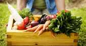 La dieta crudívora y sus beneficios La dieta crudívora y sus beneficios