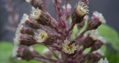 Beneficios de la petasita Beneficios de la petasita