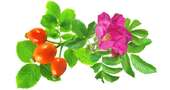 Beneficios de la rosa mosqueta Beneficios de la rosa mosqueta
