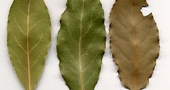 Beneficios del laurel para la salud Beneficios del laurel para la salud