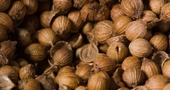 8 beneficios medicinales de las semillas de cilantro 8 beneficios medicinales de las semillas de cilantro