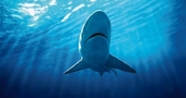 Beneficios naturales del aceite de tiburón