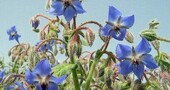 Hierbas para adelgazar sin riesgos - Buena Salud Hierbas para adelgazar sin riesgos - Buena Salud