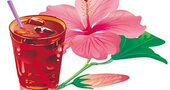 Flor de jamaica para adelgazar Flor de jamaica para adelgazar