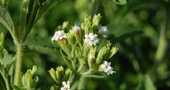 Hierba dulce o Caá-je-é (stevia): el regalo de Onagait Hierba dulce o Caá-je-é (stevia): el regalo de Onagait