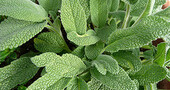 Propiedades aromáticas de la salvia Propiedades aromáticas de la salvia