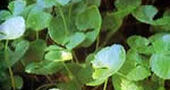 Centella asiática, previene la celulitis Centella asiática, previene la celulitis