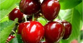 Las propiedades de la cereza Las propiedades de la cereza
