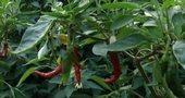 Pimienta de Cayena para bajar la presión Pimienta de Cayena para bajar la presión