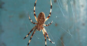 Cómo curar una picadura de araña Cómo curar una picadura de araña