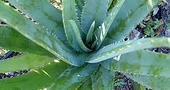 2 libros sobre las propiedades curativas del aloe vera 2 libros sobre las propiedades curativas del aloe vera