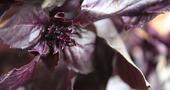 Propiedades de la albahaca morada Propiedades de la albahaca morada