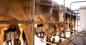 La clonación de vacas permitiría generar nuevos medicamentos La clonación de vacas permitiría generar nuevos medicamentos