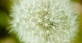 10 consejos prácticos para afrontar la alergia primaveral 10 consejos prácticos para afrontar la alergia primaveral