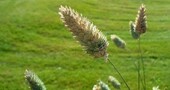 Leche de alpiste y cáncer: ¿qué hay de cierto? Leche de alpiste y cáncer: ¿qué hay de cierto?