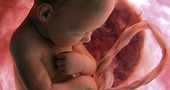 Documental en el vientre materno de National Geographic