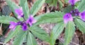 Dentaria Dentaria