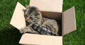 7 consejos para entretener a tu gato 7 consejos para entretener a tu gato