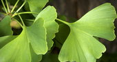 El Ginko biloba y el asma El Ginko biloba y el asma