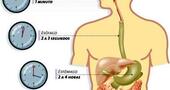El aparato digestivo: funcionamiento El aparato digestivo: funcionamiento