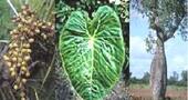 Plantas medicinales exóticas Plantas medicinales exóticas
