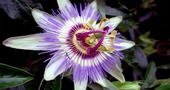 Pasiflora, un remedio para lograr la tranquilidad Pasiflora, un remedio para lograr la tranquilidad