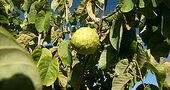 Guanabana y otras plantas contra el cáncer Guanabana y otras plantas contra el cáncer
