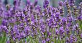 Flores de Lavanda Flores de Lavanda