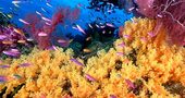 Cosmética con principios activos marinos, un lujo ecológico Cosmética con principios activos marinos, un lujo ecológico